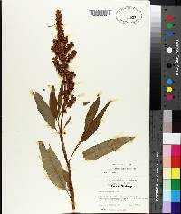 Rumex altissimus image