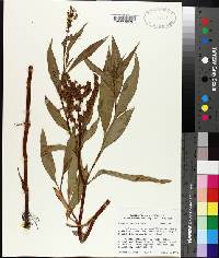 Rumex altissimus image