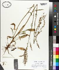 Rumex hastatulus image