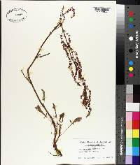 Rumex hastatulus image