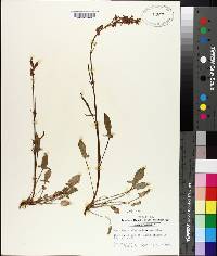 Rumex hastatulus image