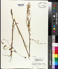 Rumex hastatulus image