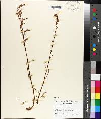 Rumex hastatulus image