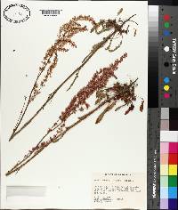 Rumex hastatulus image