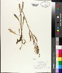 Rumex hastatulus image