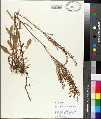 Rumex hastatulus image