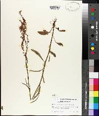 Rumex hastatulus image