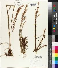 Rumex hastatulus image