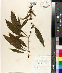 Rumex verticillatus image