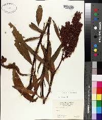 Rumex verticillatus image