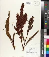 Rumex verticillatus image