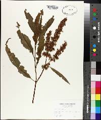 Rumex verticillatus image