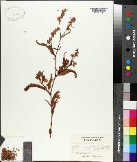 Persicaria pensylvanica image