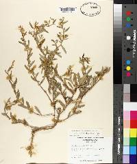 Atriplex pentandra image