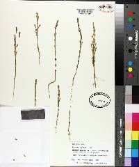 Salicornia bigelovii image