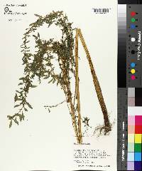 Amaranthus albus image