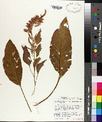 Amaranthus hybridus image