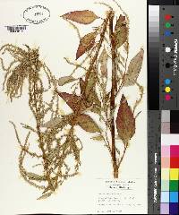 Amaranthus spinosus image