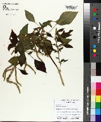 Amaranthus spinosus image