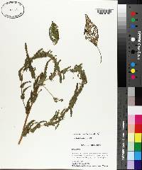 Amaranthus tuberculatus image