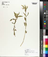 Alternanthera philoxeroides image