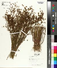 Juncus debilis image