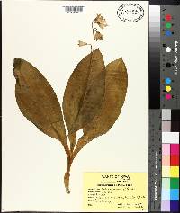 Clintonia borealis image