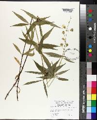 Silene stellata image