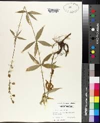 Silene stellata image