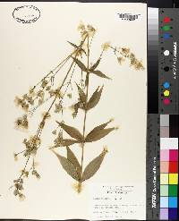 Silene stellata image