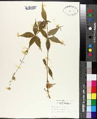 Silene stellata image