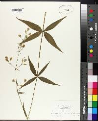 Silene stellata image