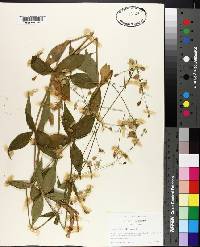 Silene stellata image