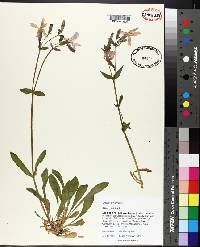 Silene virginica image