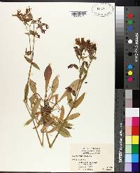 Silene virginica image