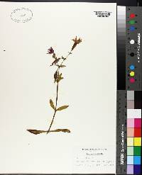 Silene virginica image