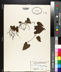 Dioscorea bulbifera image