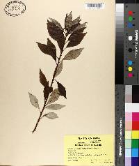 Salix amygdaloides image