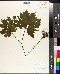 Hydrastis canadensis image