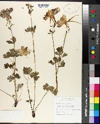 Aquilegia coerulea image