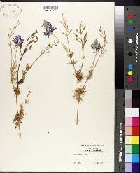 Delphinium ajacis image