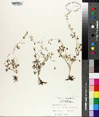 Thalictrum debile image