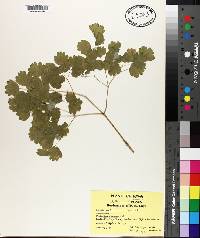 Thalictrum dioicum image