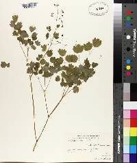 Thalictrum dioicum image