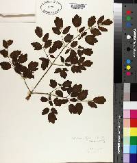 Thalictrum polygamum image