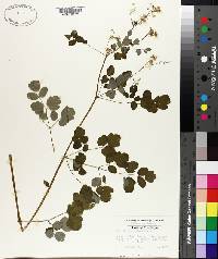 Thalictrum amphibolum image