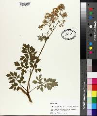 Thalictrum pubescens image