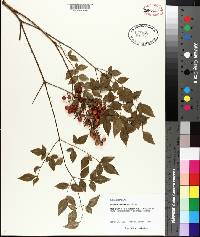 Nandina domestica image