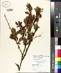 Berberis canadensis image