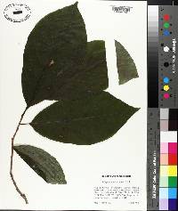 Magnolia acuminata image